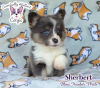 Sherbert - Bluie Tricolor, a male Cardigan Welsh Corgi and Pembroke Welsh Corgi for sale in Jacksonville Beach, FL – 2 of 7