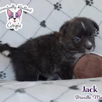 Jack - Brindle, a male Cardigan Welsh Corgi and Pembroke Welsh Corgi for sale in Greensboro, NC – Photo 7 of 10