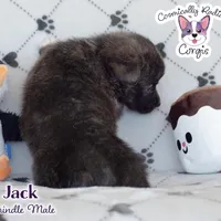 Jack - Brindle, a male Cardigan Welsh Corgi and Pembroke Welsh Corgi for sale in Greensboro, NC – Photo 10 of 10