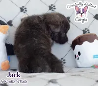 Jack - Brindle, a male Cardigan Welsh Corgi and Pembroke Welsh Corgi for sale in Greensboro, NC – Photo 10 of 10