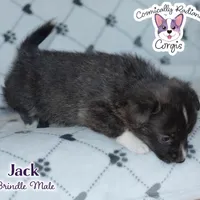 Jack - Brindle, a male Cardigan Welsh Corgi and Pembroke Welsh Corgi for sale in Greensboro, NC – Photo 6 of 10
