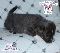Jack - Brindle, a male Cardigan Welsh Corgi and Pembroke Welsh Corgi for sale in Greensboro, NC – Photo 6 of 10