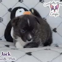 Jack - Brindle, a male Cardigan Welsh Corgi and Pembroke Welsh Corgi for sale in Greensboro, NC – Photo 4 of 10