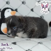 Jack - Brindle, a male Cardigan Welsh Corgi and Pembroke Welsh Corgi for sale in Greensboro, NC – Photo 3 of 10