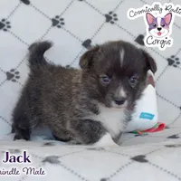 Jack - Brindle, a male Cardigan Welsh Corgi and Pembroke Welsh Corgi for sale in Greensboro, NC – Photo 1 of 10