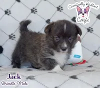 Jack - Brindle, a male Cardigan Welsh Corgi and Pembroke Welsh Corgi for sale in Greensboro, NC – Photo 1 of 10