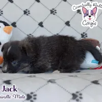Jack - Brindle, a male Cardigan Welsh Corgi and Pembroke Welsh Corgi for sale in Greensboro, NC – Photo 5 of 10