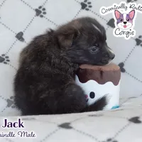 Jack - Brindle, a male Cardigan Welsh Corgi and Pembroke Welsh Corgi for sale in Greensboro, NC – Photo 9 of 10