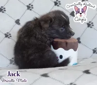 Jack - Brindle, a male Cardigan Welsh Corgi and Pembroke Welsh Corgi for sale in Greensboro, NC – Photo 9 of 10