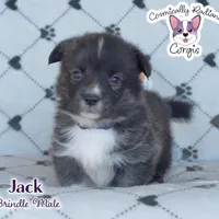Jack - Brindle, a male Cardigan Welsh Corgi and Pembroke Welsh Corgi for sale in Greensboro, NC – Photo 2 of 10