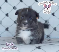Jack - Brindle, a male Cardigan Welsh Corgi and Pembroke Welsh Corgi for sale in Greensboro, NC – Photo 2 of 10