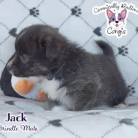 Jack - Brindle, a male Cardigan Welsh Corgi and Pembroke Welsh Corgi for sale in Greensboro, NC – Photo 8 of 10
