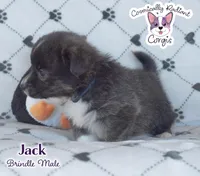 Jack - Brindle, a male Cardigan Welsh Corgi and Pembroke Welsh Corgi for sale in Greensboro, NC – Photo 8 of 10