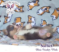 Sorbet - Bluie , a male Cardigan Welsh Corgi and Pembroke Welsh Corgi for sale in Greensboro, NC – 2 of 7