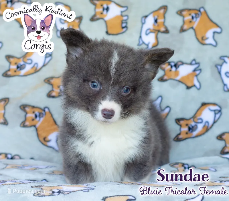 Sundae - Bluie Tricolor  – Cardigan Welsh Corgi, Pembroke Welsh Corgi puppy for sale in Greensboro, NC