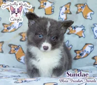 Sundae - Bluie Tricolor , a female Cardigan Welsh Corgi and Pembroke Welsh Corgi for sale in Jacksonville Beach, FL – 1 of 6