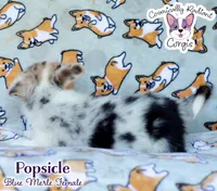 Popsicle - Blue Merle , a female Cardigan Welsh Corgi and Pembroke Welsh Corgi for sale in Jacksonville Beach, FL – 5 of 6