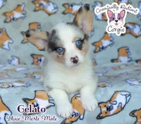 Gelato - Bluie Merle , a male Cardigan Welsh Corgi and Pembroke Welsh Corgi for sale in Jacksonville Beach, FL – 2 of 7