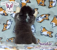 Sundae - Bluie Tricolor , a female Cardigan Welsh Corgi and Pembroke Welsh Corgi for sale in Greensboro, NC – 4 of 6