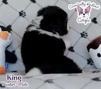 King - Fluffy Tri, a male Cardigan Welsh Corgi and Pembroke Welsh Corgi for sale in Greensboro, NC – Photo 4 of 10