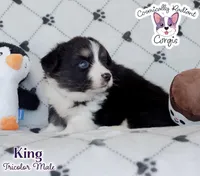 King - Fluffy Tri, a male Cardigan Welsh Corgi and Pembroke Welsh Corgi for sale in Greensboro, NC – Photo 8 of 10