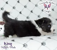 King - Fluffy Tri, a male Cardigan Welsh Corgi and Pembroke Welsh Corgi for sale in Greensboro, NC – Photo 5 of 10