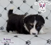 King - Fluffy Tri, a male Cardigan Welsh Corgi and Pembroke Welsh Corgi for sale in Greensboro, NC – Photo 3 of 10