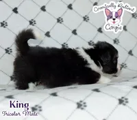 King - Fluffy Tri, a male Cardigan Welsh Corgi and Pembroke Welsh Corgi for sale in Greensboro, NC – Photo 6 of 10