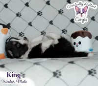 King - Fluffy Tri, a male Cardigan Welsh Corgi and Pembroke Welsh Corgi for sale in Greensboro, NC – Photo 2 of 10