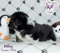King - Fluffy Tri, a male Cardigan Welsh Corgi and Pembroke Welsh Corgi for sale in Greensboro, NC – Photo 9 of 10