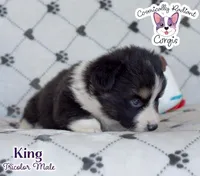 King - Fluffy Tri, a male Cardigan Welsh Corgi and Pembroke Welsh Corgi for sale in Greensboro, NC – Photo 7 of 10