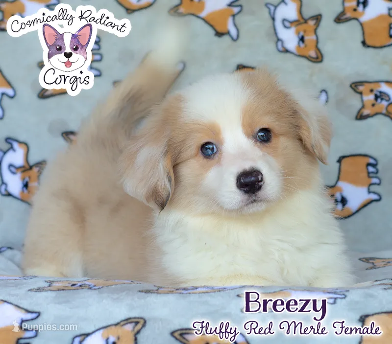 Breezy - Red Merle – Cardigan Welsh Corgi, Pembroke Welsh Corgi puppy for sale in Greensboro, NC