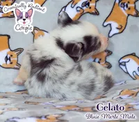 Gelato - Bluie Merle , a male Cardigan Welsh Corgi and Pembroke Welsh Corgi for sale in Greensboro, NC – 6 of 7