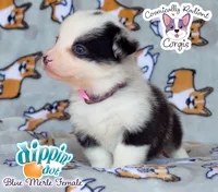 Dippin' Dot - Blue Merle , a female Cardigan Welsh Corgi and Pembroke Welsh Corgi for sale in Greensboro, NC – 4 of 7