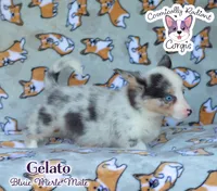 Gelato - Bluie Merle , a male Cardigan Welsh Corgi and Pembroke Welsh Corgi for sale in Jacksonville Beach, FL – 5 of 7