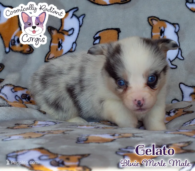 Gelato – Cardigan Welsh Corgi, Pembroke Welsh Corgi puppy for sale in Greensboro, NC