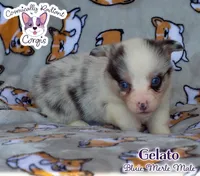 Gelato - Bluie Merle , a male Cardigan Welsh Corgi and Pembroke Welsh Corgi for sale in Greensboro, NC – 1 of 7