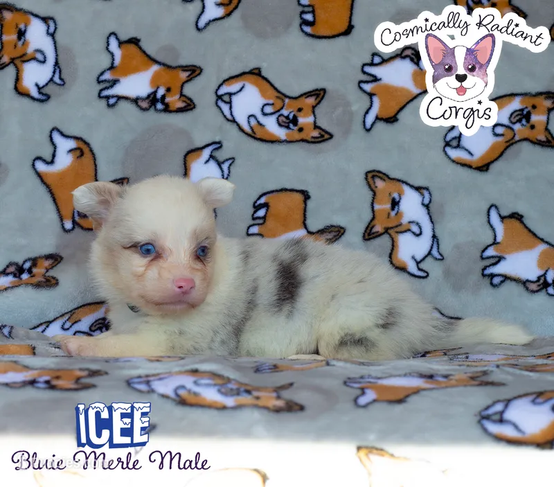 Icee - Bluie Merle  – Cardigan Welsh Corgi, Pembroke Welsh Corgi puppy for sale in Greensboro, NC