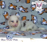 Icee - Bluie Merle , a male Cardigan Welsh Corgi and Pembroke Welsh Corgi for sale in Greensboro, NC – 1 of 6