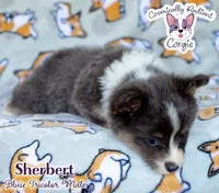 Sherbert - Bluie Tricolor, a male Cardigan Welsh Corgi and Pembroke Welsh Corgi for sale in Jacksonville Beach, FL – 4 of 7