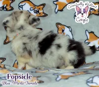 Popsicle - Blue Merle , a female Cardigan Welsh Corgi and Pembroke Welsh Corgi for sale in Greensboro, NC – 4 of 7