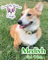 Medivh - Neutered , a male Cardigan Welsh Corgi and Pembroke Welsh Corgi for sale in Greensboro, NC – 3 of 3