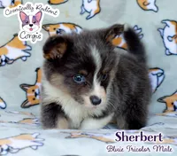 Sherbert - Bluie Tricolor, a male Cardigan Welsh Corgi and Pembroke Welsh Corgi for sale in Jacksonville Beach, FL – 3 of 7