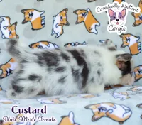 Custard - Bluie Merle , a female Cardigan Welsh Corgi and Pembroke Welsh Corgi for sale in Jacksonville Beach, FL – 3 of 7