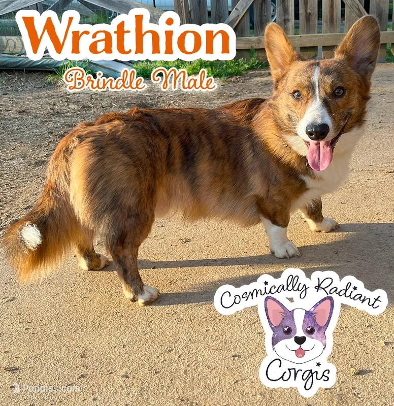 Wrathion  – Cardigan Welsh Corgi, Pembroke Welsh Corgi puppy for sale in Greensboro, NC