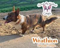 Wrathion , a male Cardigan Welsh Corgi and Pembroke Welsh Corgi for sale in Greensboro, NC – Photo 3 of 3