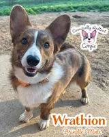 Wrathion , a male Cardigan Welsh Corgi and Pembroke Welsh Corgi for sale in Greensboro, NC – Photo 2 of 3