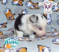 Dippin' Dot - Blue Merle , a female Cardigan Welsh Corgi and Pembroke Welsh Corgi for sale in Greensboro, NC – 7 of 7