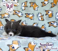 Sundae - Bluie Tricolor , a female Cardigan Welsh Corgi and Pembroke Welsh Corgi for sale in Jacksonville Beach, FL – 5 of 6