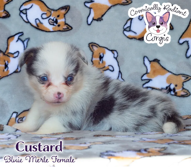 Custard - Bluie Merle  – Cardigan Welsh Corgi, Pembroke Welsh Corgi puppy for sale in Greensboro, NC